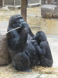 De natuur op z'n mooist. 