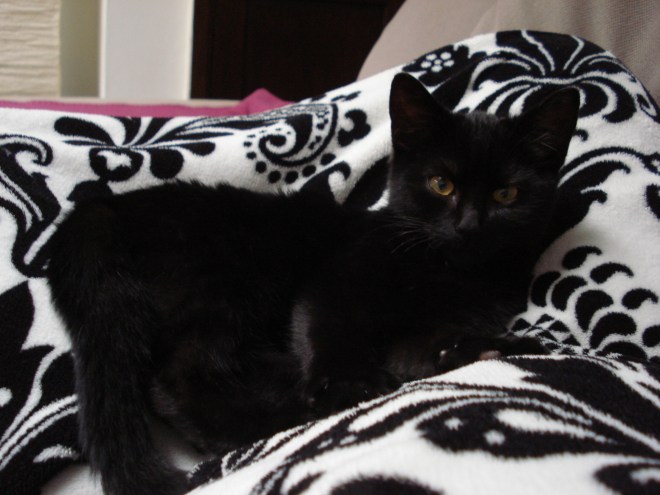 "Whatchu talkin' bout Vos?"