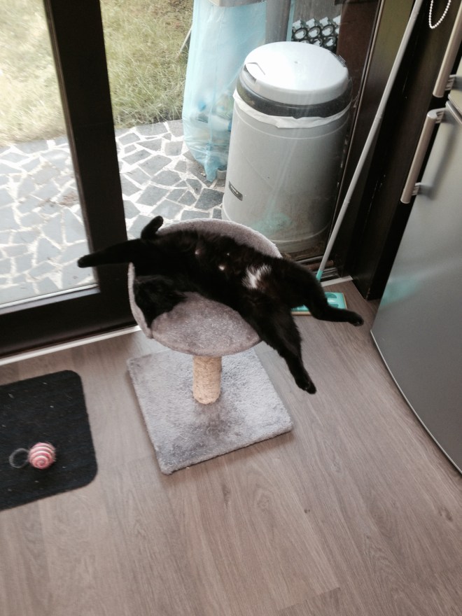 Een gracieuze, sierlijke kat. 