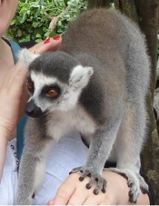 Dit is een maki. OP MIJN ARM. KIJK NAAR DIE POOTJES. 