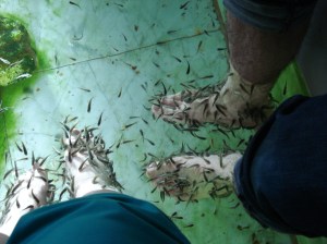 Het Vriendje gaf na veel twijfelen toch ook toe aan de voetvisjes. 