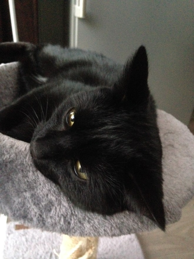 "Laat mij gewoon gerust omg kan een kat nu nooit gewoon eens slapen zonder dat het een fotoshoot wordt omg omg." (omg is haar stopwoord)