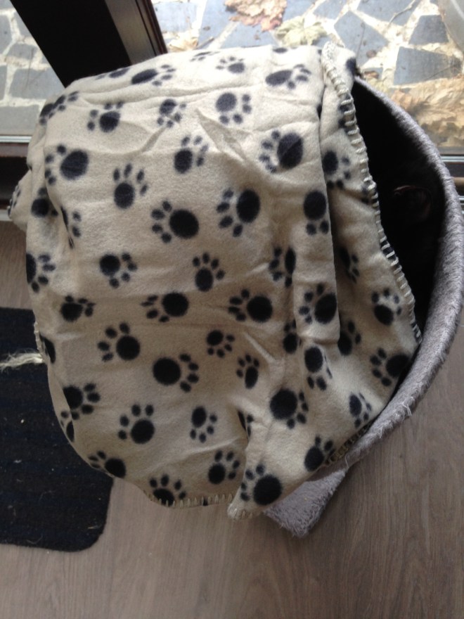 Het is niet omdat ik de chauffage niet wil opzetten, dat Poes kou moet lijden. 