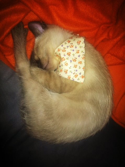 Eugène de Siamees. En dat is inderdaad een sjaaltje. Oh my. <3