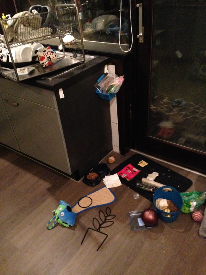 "Welkom thuis, wat een leuk begin van het weekend" - Poes 'kleine duivel' Springsteen