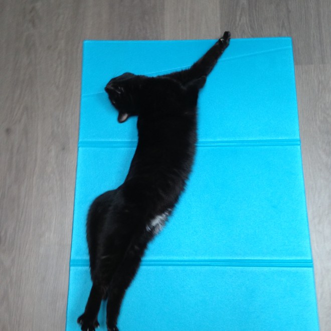 Poes stretcht altijd mee. Kijk naar die opengesperde achterteentjes <3