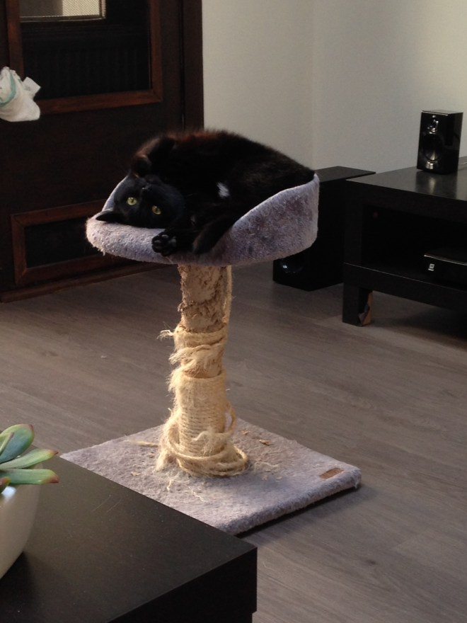 Ik heb deze maand mijn vakantiegeld gekregen dus die arme Poes krijgt een cadeautje: een nieuwe krabpaal. 't Is nodig. 