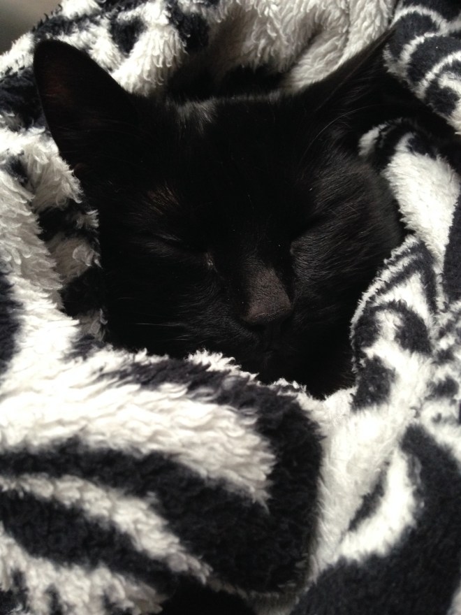 Poes probeert zo diep mogelijk in de dekens te kruipen om zich te verstoppen van Dylan zijn gekrijs. 