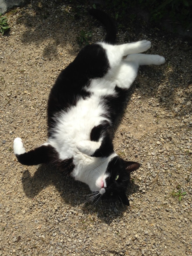 Derpy McDerpson. Ze heeft nog maar één tand dus het is haar vergeven. 