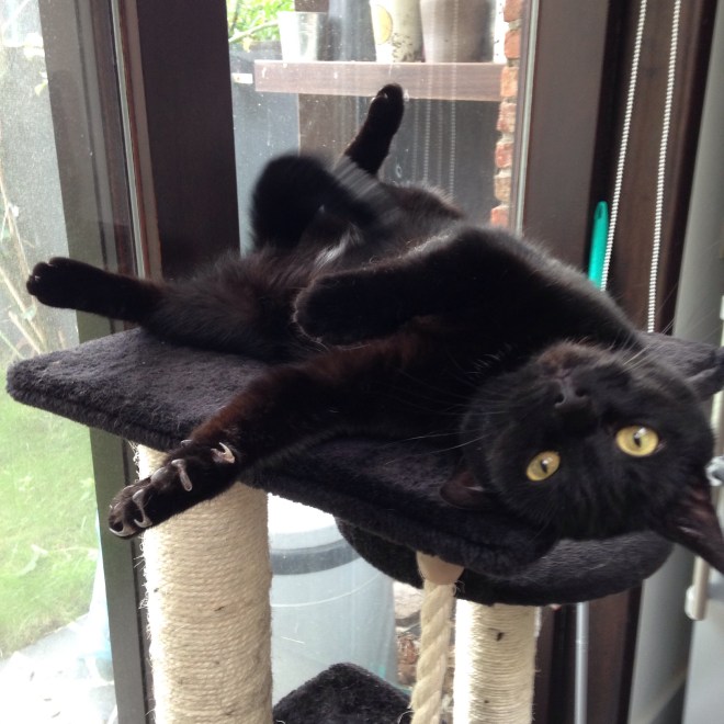 Eerste indruk: schattig. Tweede indruk (na het zien van de opengesperde klauwtjes): moordkat. 