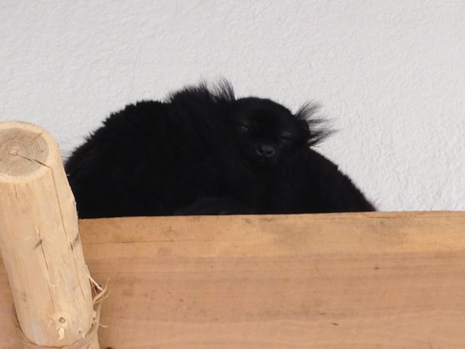 Hoe hard lijkt deze maki op Poes Springsteen? Maar ik vond dat elk dier in Planckendael op Poes leek, zelfs een paar vogels, dus geloof mij niet op mijn woord. 