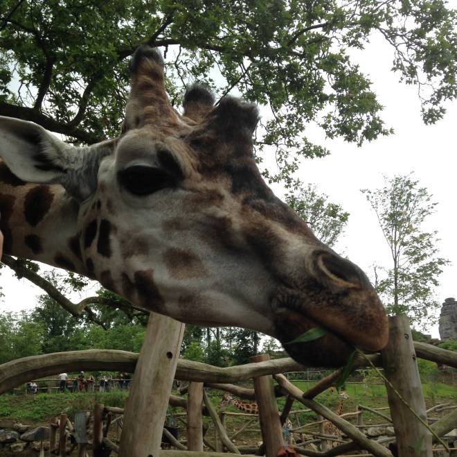 Het was véél te druk in Pairi Daiza, waardoor het minder leuk was dan de vorige keren. Bij het nemen van deze foto werd ik bijna platgedrukt tegen de omheining. Maar in september ga ik nog eens, hopelijk is de zomerdrukte dan al wat gaan liggen.