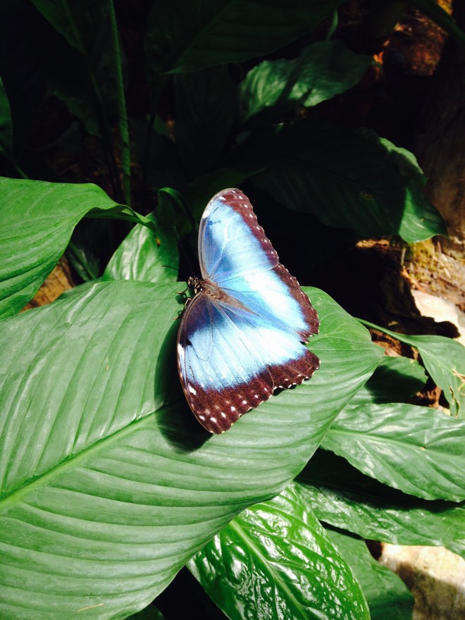 De vlindertuin in de Zoo was ongelofelijk mooi!