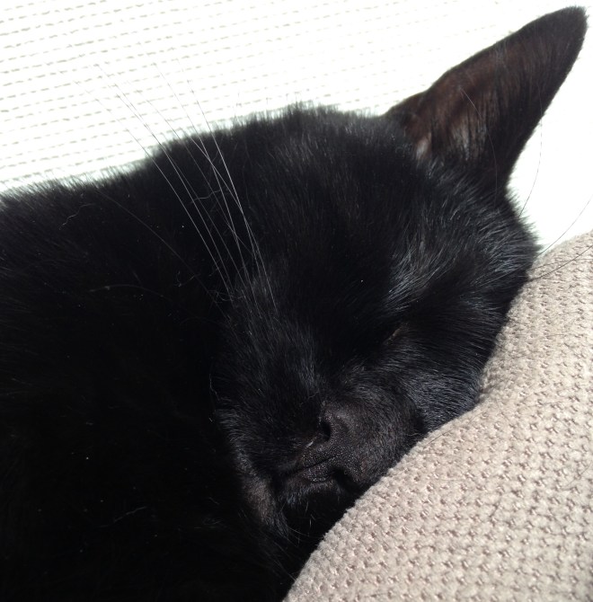 Een random foto van Poes Springsteen haar neusje om mee af te sluiten. Waarom? Waarom NIET? 