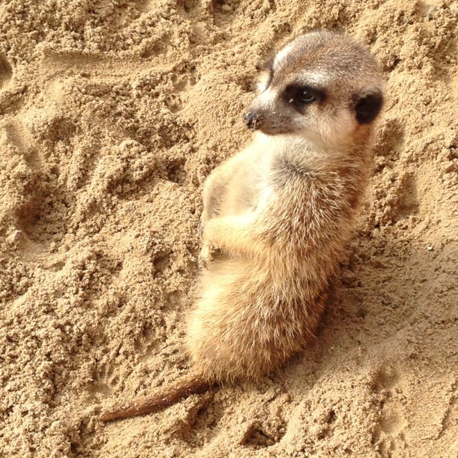 Wat ik ook gezien heb: stokstaartjes en andere grote en kleine beestjes in Pairi Daiza!
