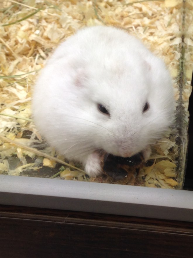 Naar de Tom&Co gaan, dat is ook altijd een beetje gaan kijken naar de hamsters en gerbils en wensen dat je ze allemaal zou kunnen bevrijden uit hun hokjes. 