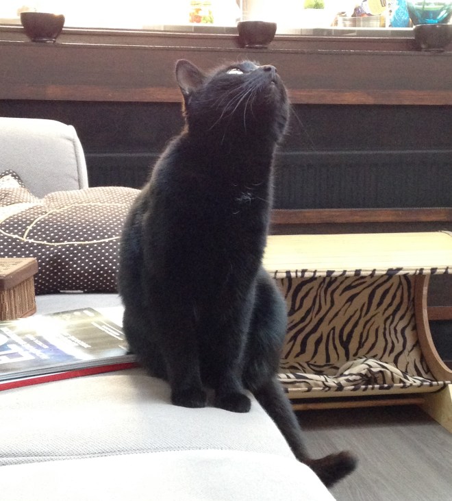 Ik zou willen zeggen dat deze drol ons heeft gesteund in onze zieke dagen, maar tegenwoordig heeft ze het te druk met uren lang te kijken naar een stuk plastiek dat vastzit onder de lichtkoepel boven de living. 