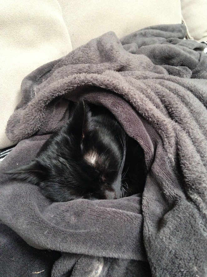 Laatste totaal ongerelateerde foto van Poes Springsteen. 