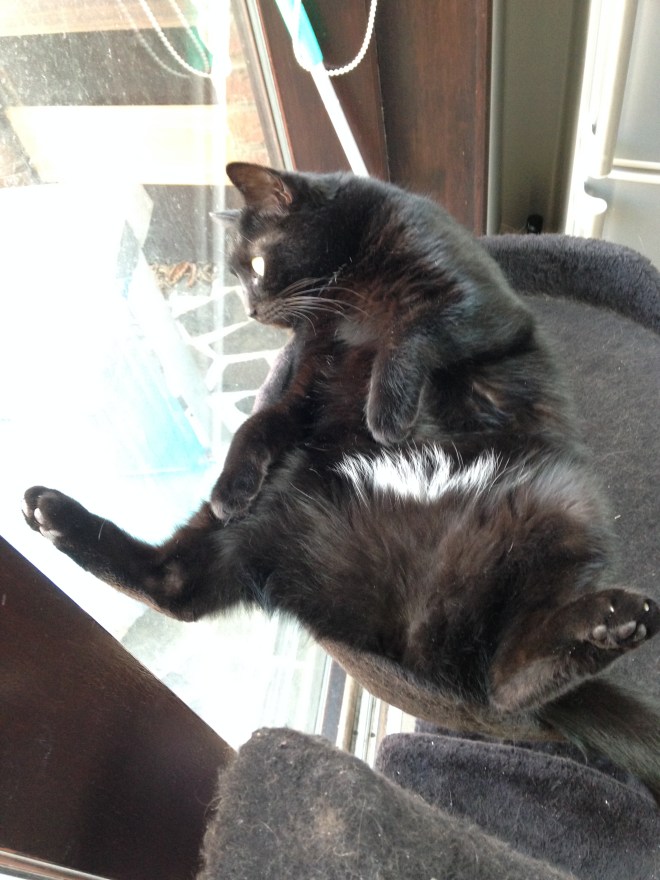 My catshake brings all the boys to the yard. 