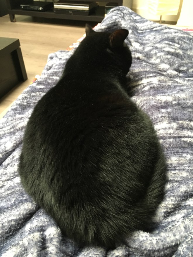 Poes Springsteen (en al haar junk in the trunk) verhuist uiteraard ook mee. Als ze stout is dreig ik tegenwoordig dat ze niet mee mag, om dan tien keer sorry te zeggen omdat ik het niet zo bedoeld had. 